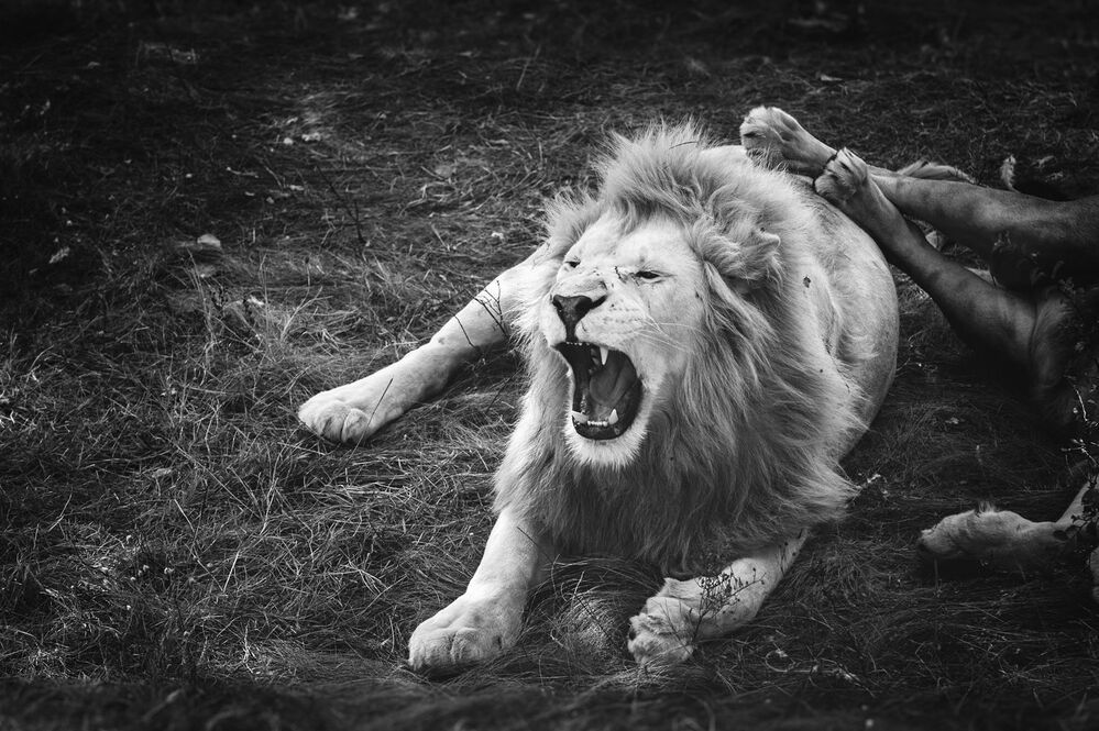 Lions