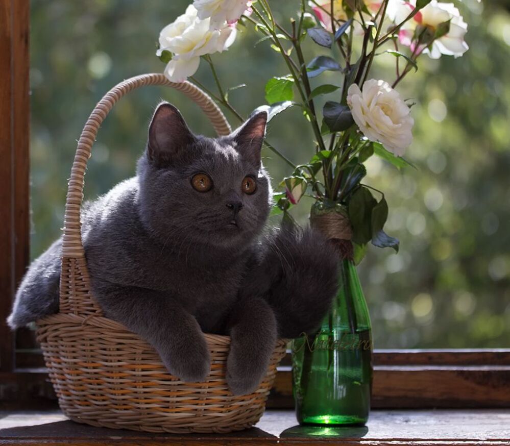 ~***~