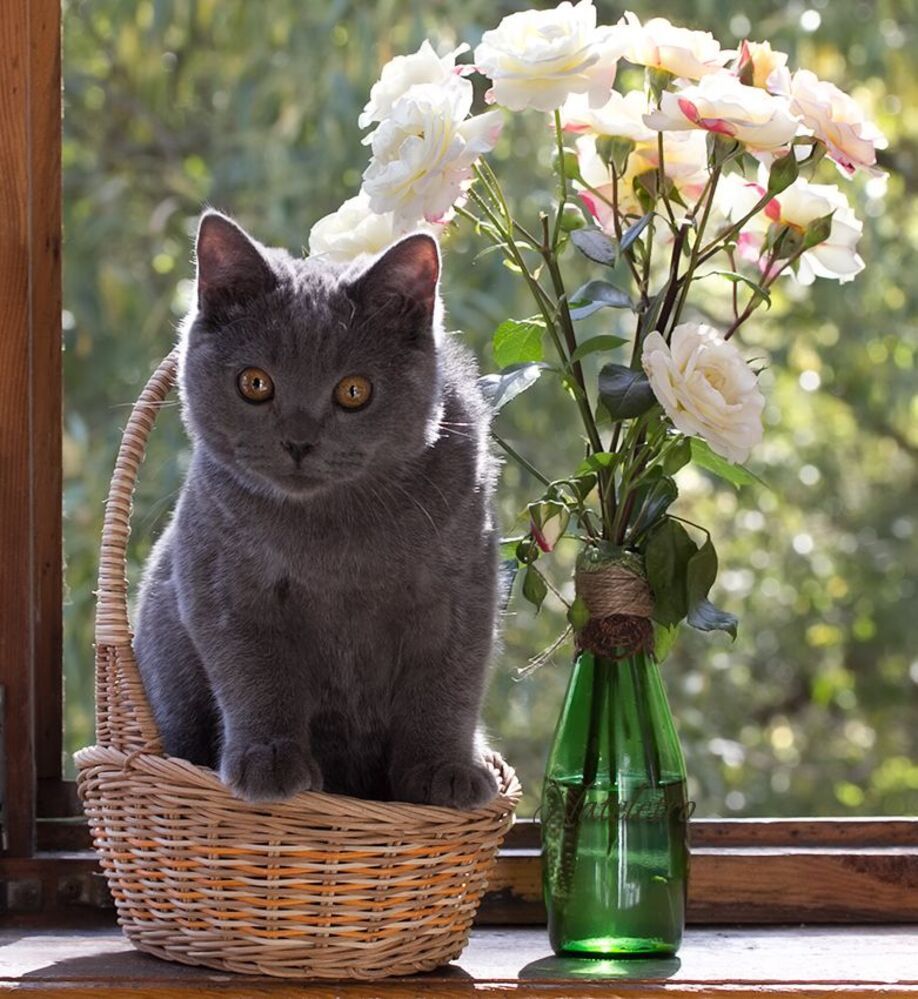 ~***~
