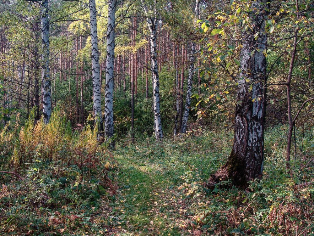 Ранней осени лёгкая поступь
