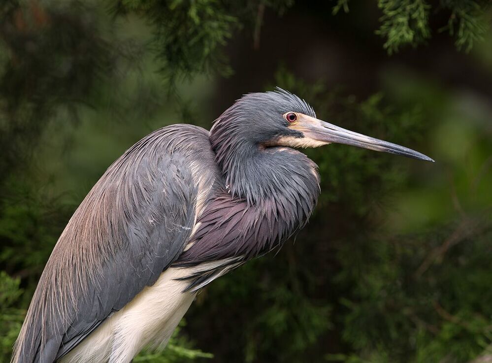Трёхцветная цапля - Tricolored Heron