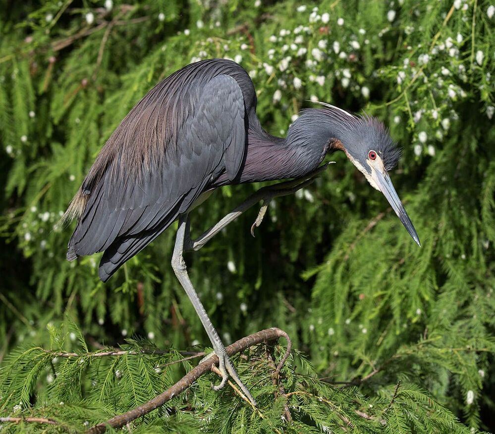Трёхцветная цапля - Tricolored Heron