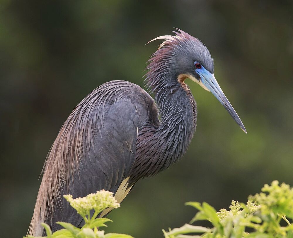 Трёхцветная цапля - Tricolored Heron