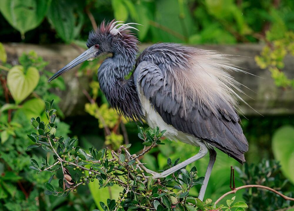 Трёхцветная цапля - Tricolored Heron