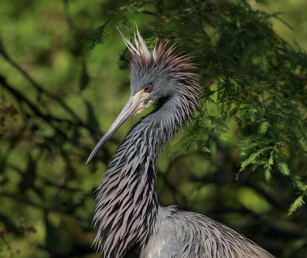 Трёхцветная цапля - Tricolored Heron
