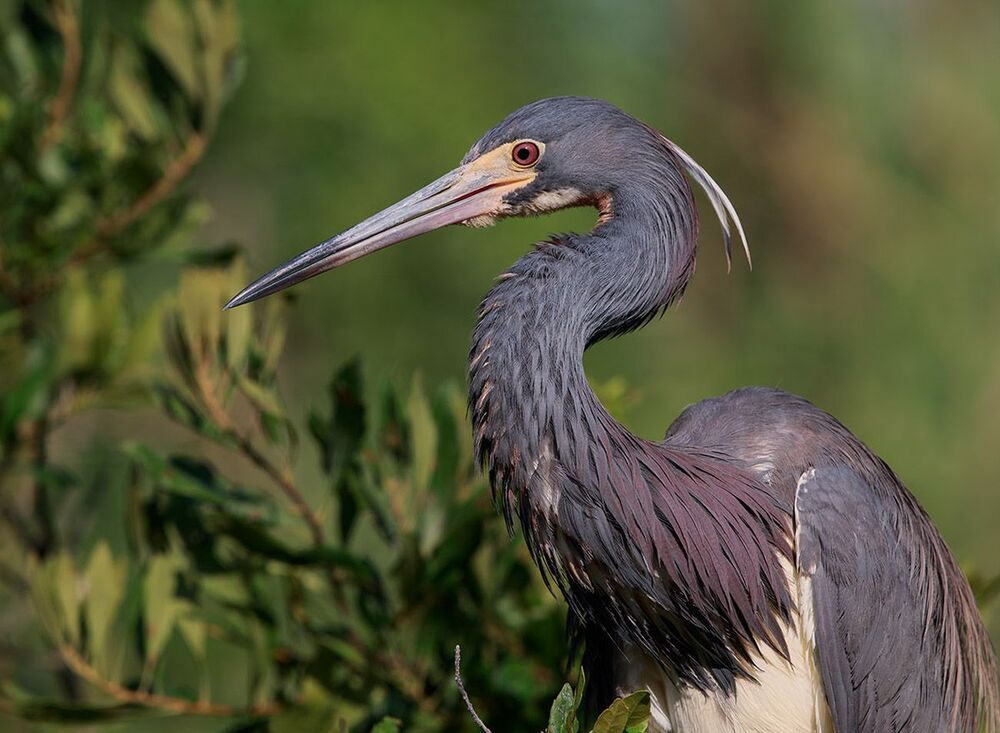 Трёхцветная цапля - Tricolored Heron
