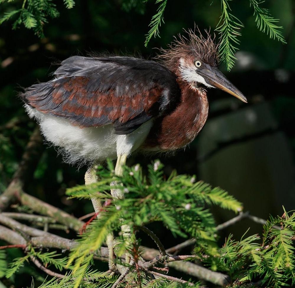 Трёхцветная цапля - Tricolored Heron