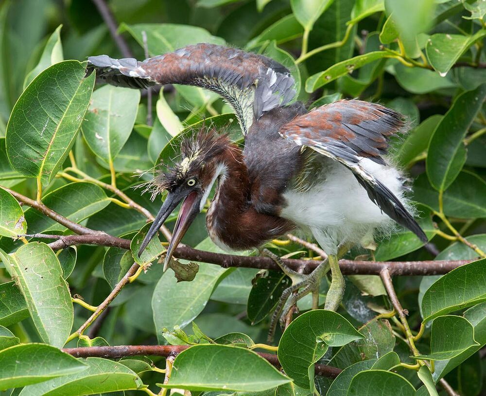 Трёхцветная цапля - Tricolored Heron