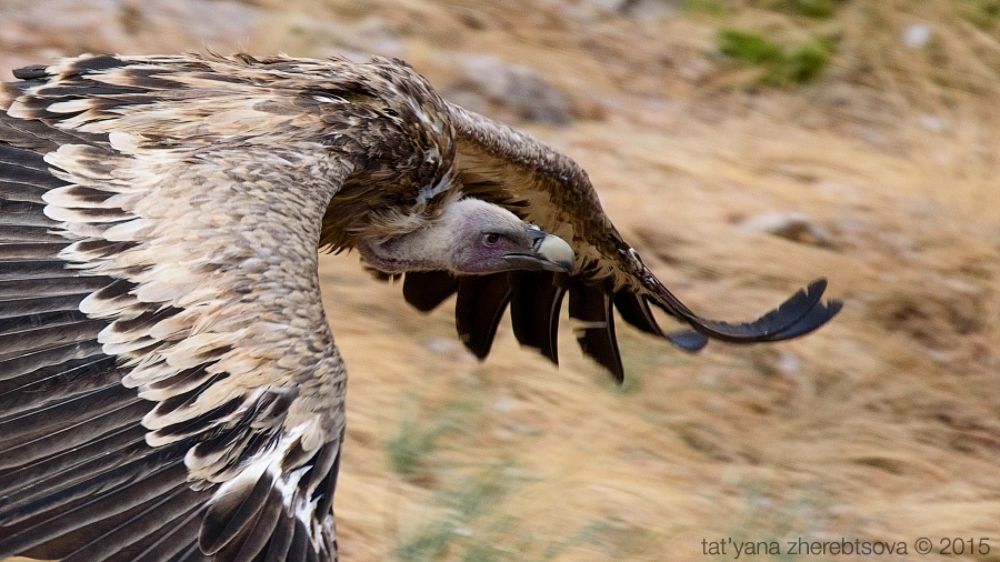 I Can Fly