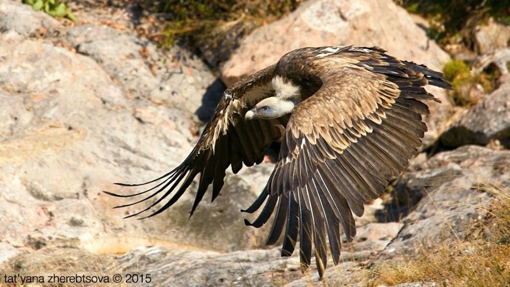I Can Fly