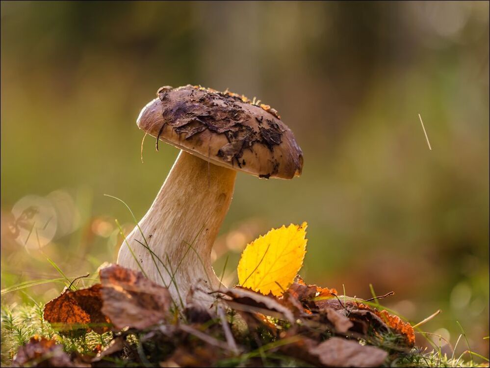 Один осенний день)