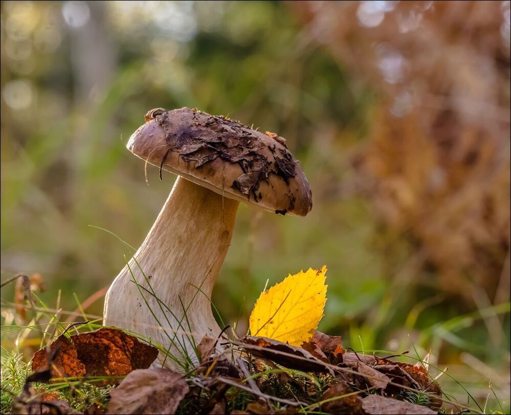 Один осенний день)
