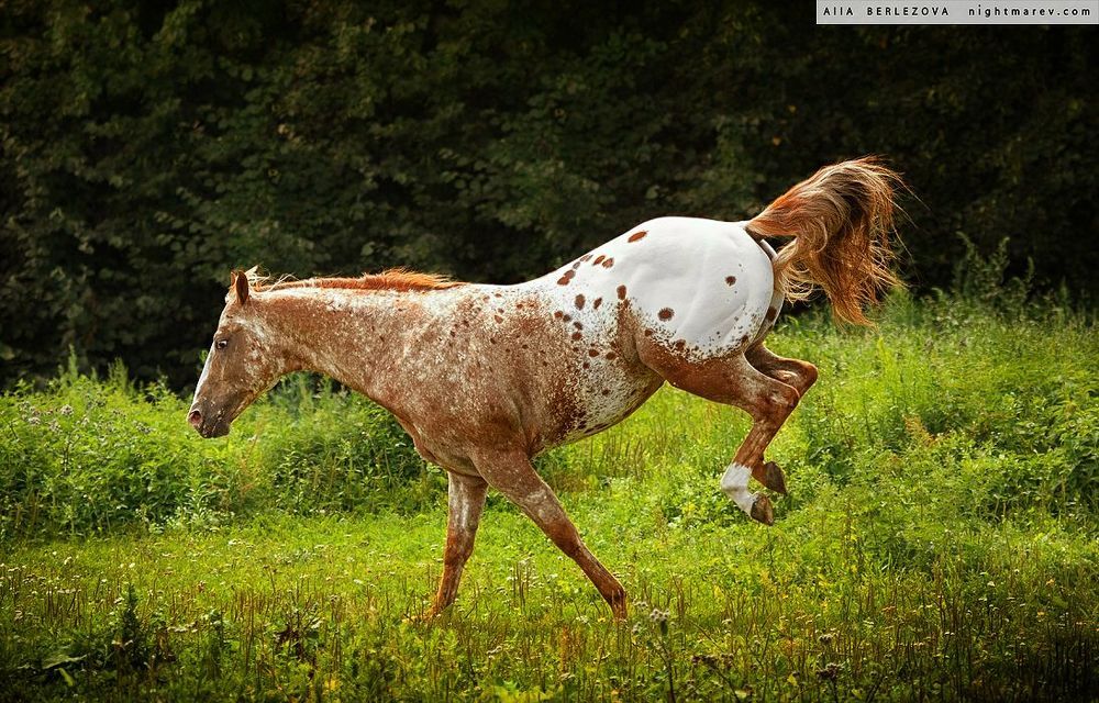 UT Spurs For Olena