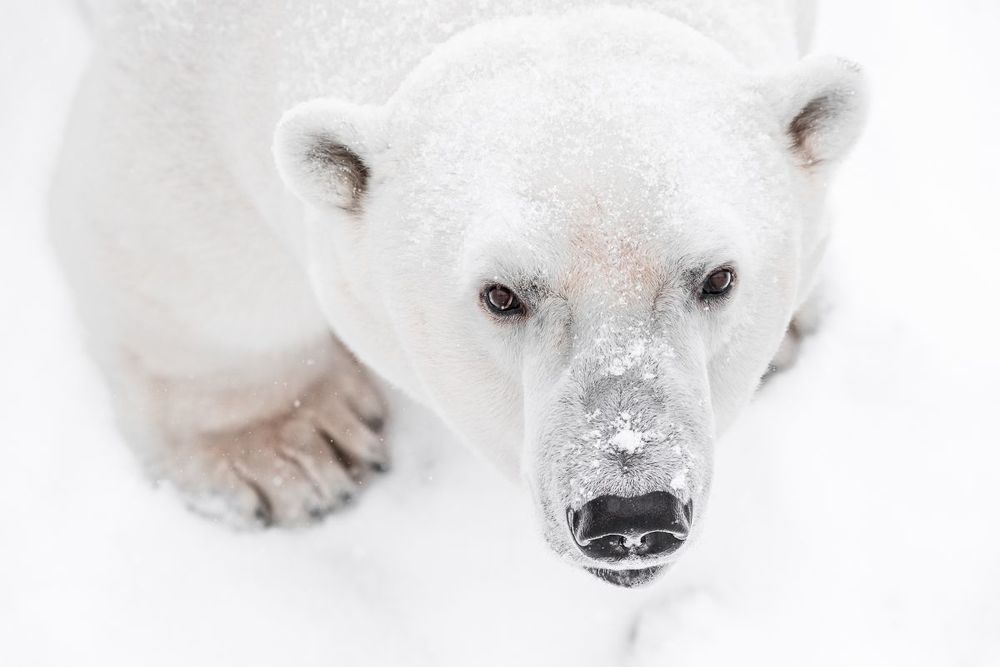 Portrait of a Polar Bear