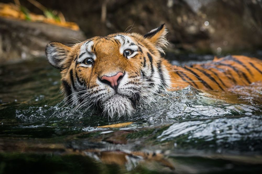 Smimming Tiger