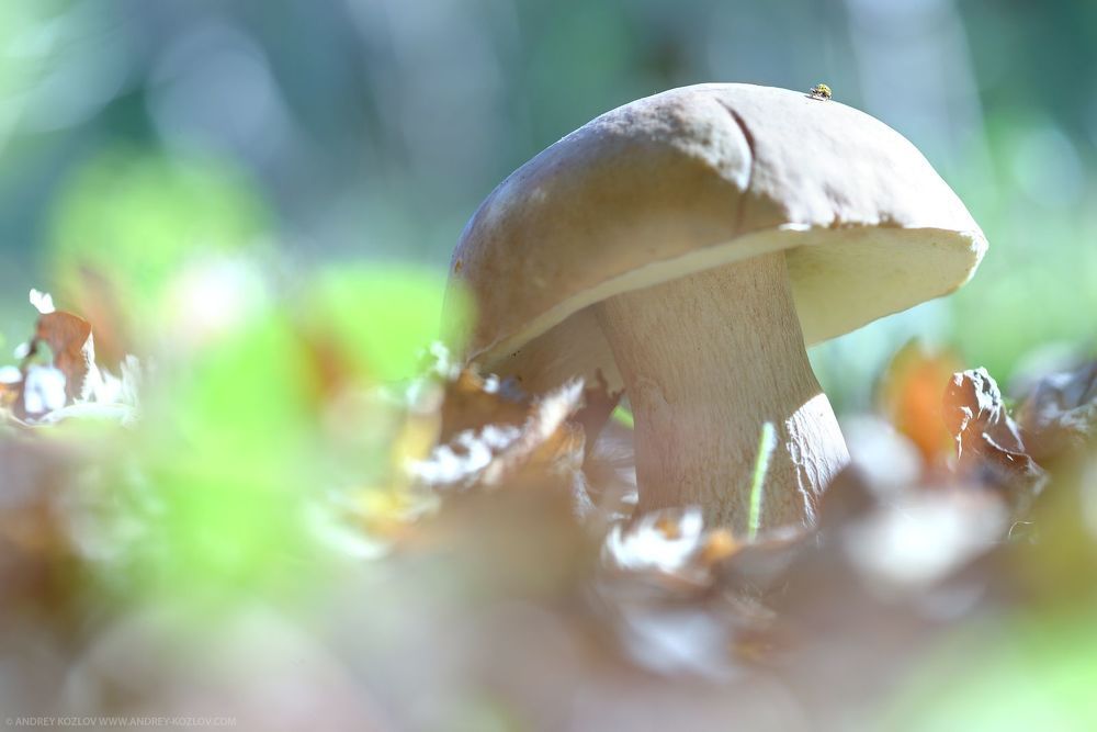Autumn mushrooms