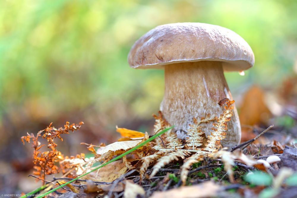 Autumn mushrooms