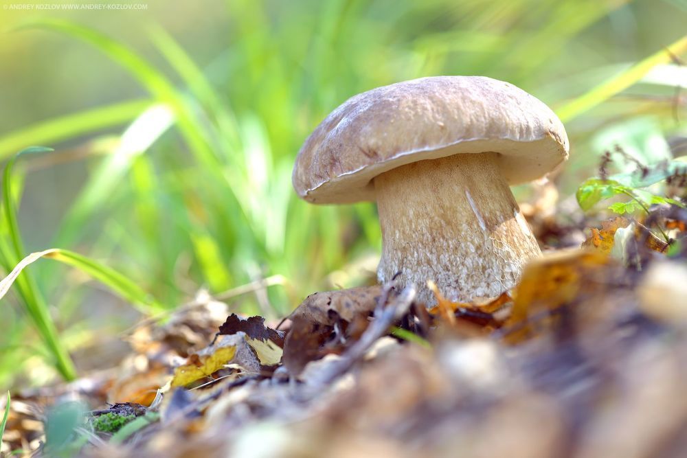 Autumn mushrooms