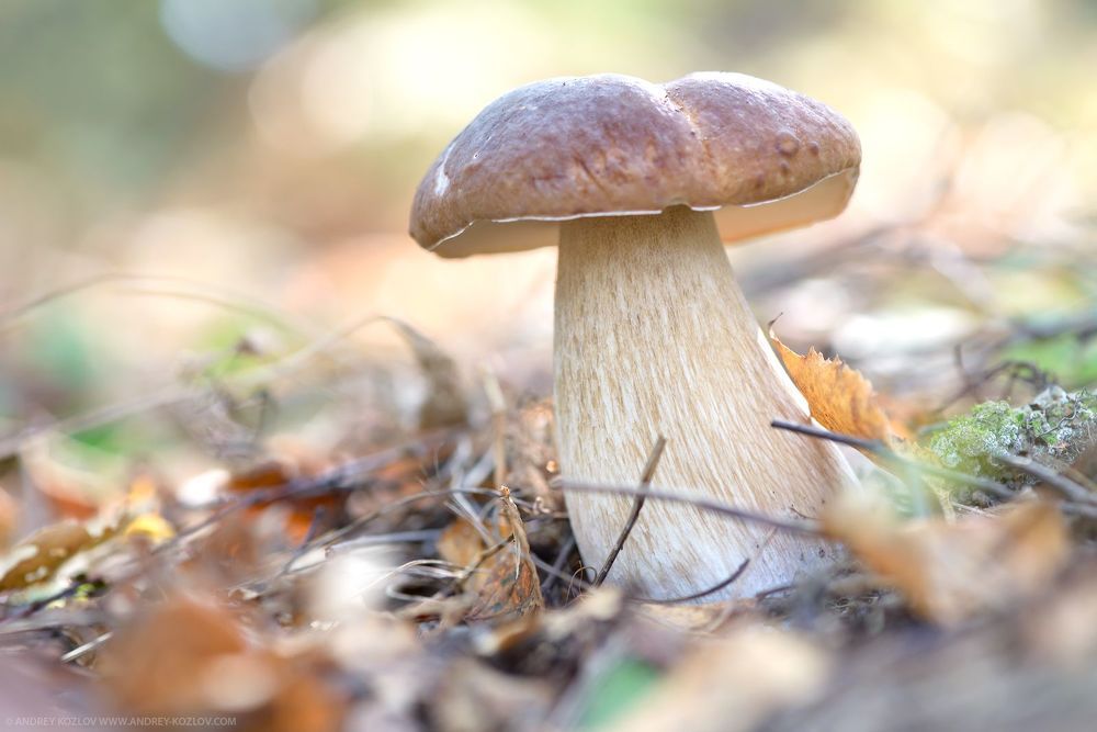 Autumn mushrooms