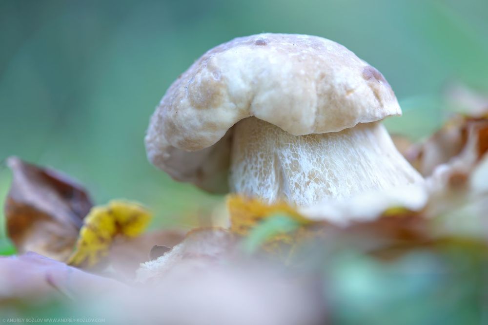 Autumn mushrooms