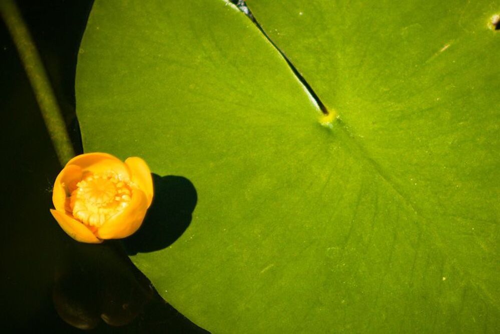 Photo 76818