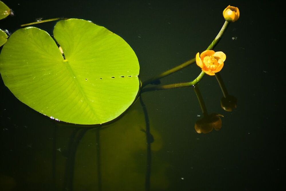 Photo 76819