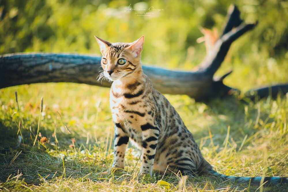 Бенгальсике котята