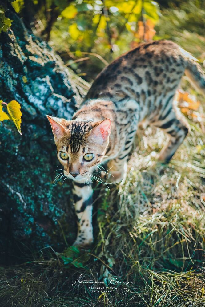 Бенгальсике котята