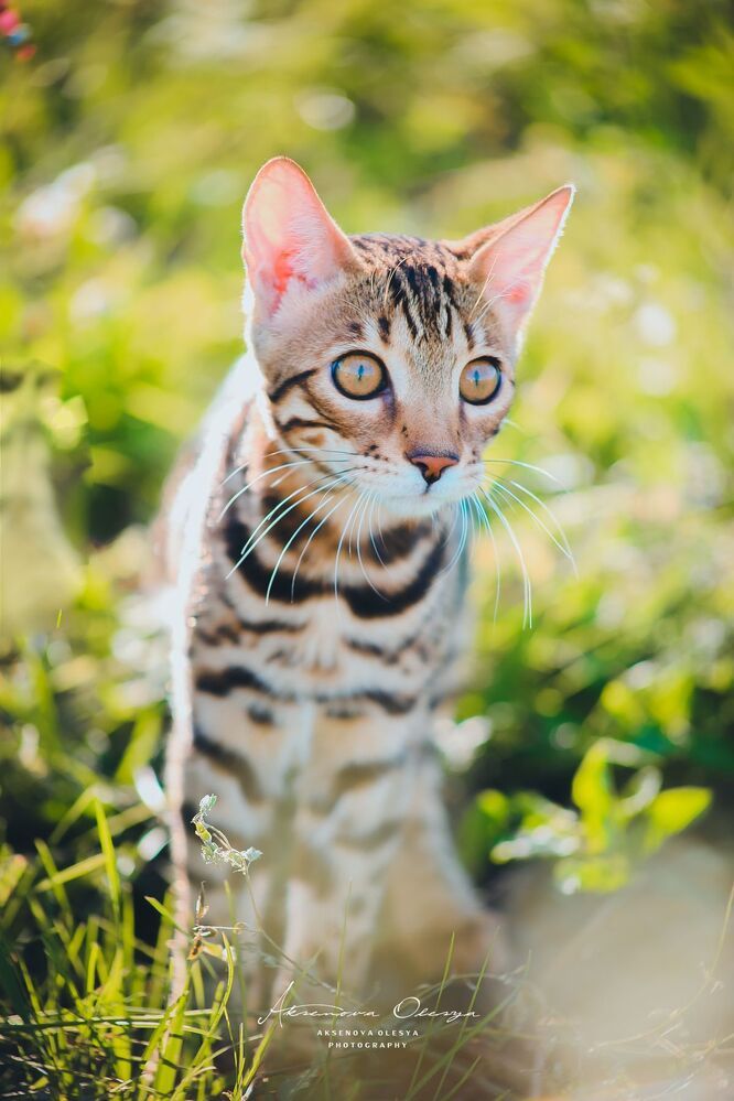 Бенгальсике котята