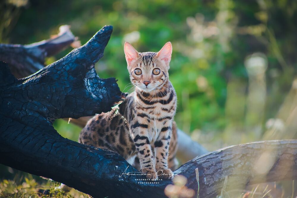 Бенгальсике котята