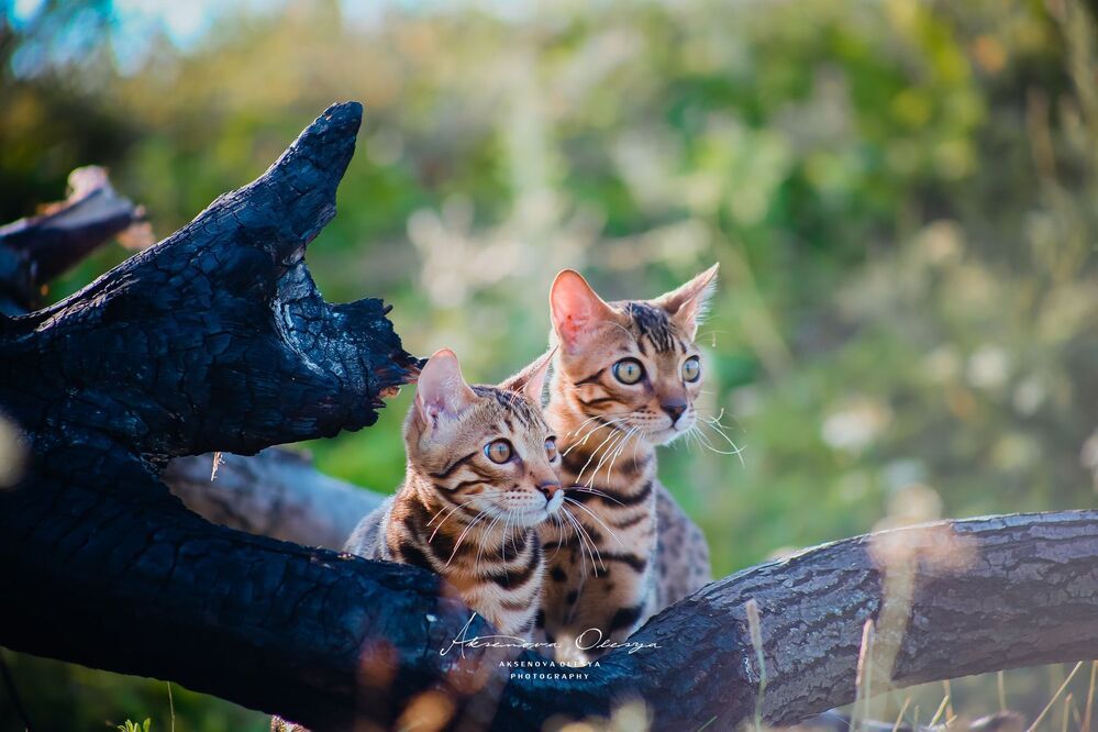 Бенгальсике котята