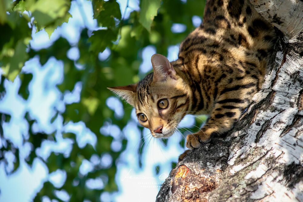 Бенгальсике котята