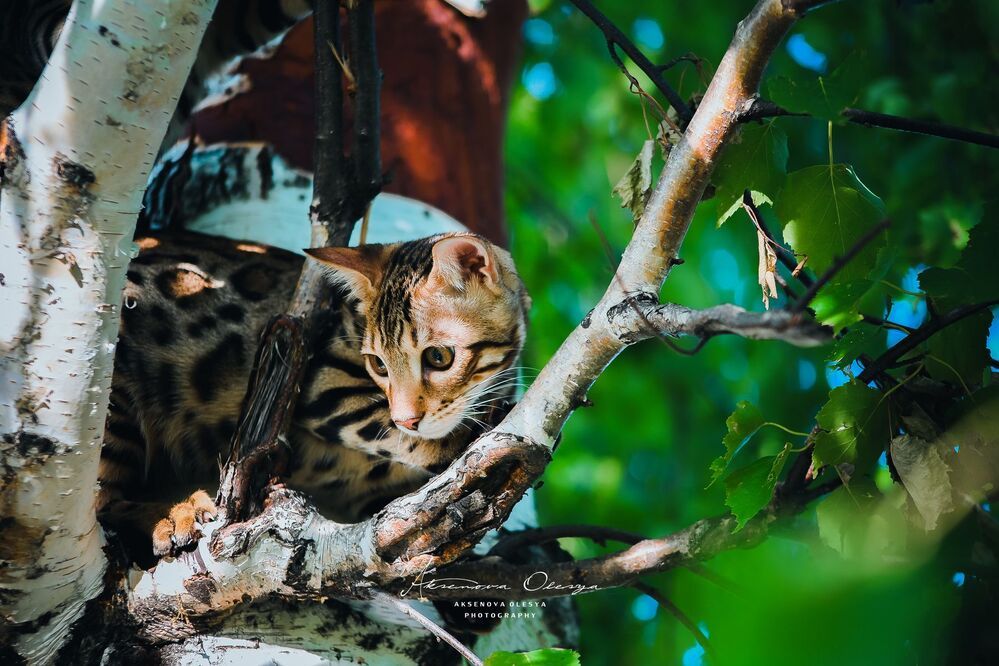 Бенгальсике котята