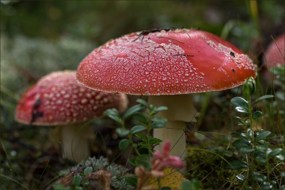 Про мухоморы