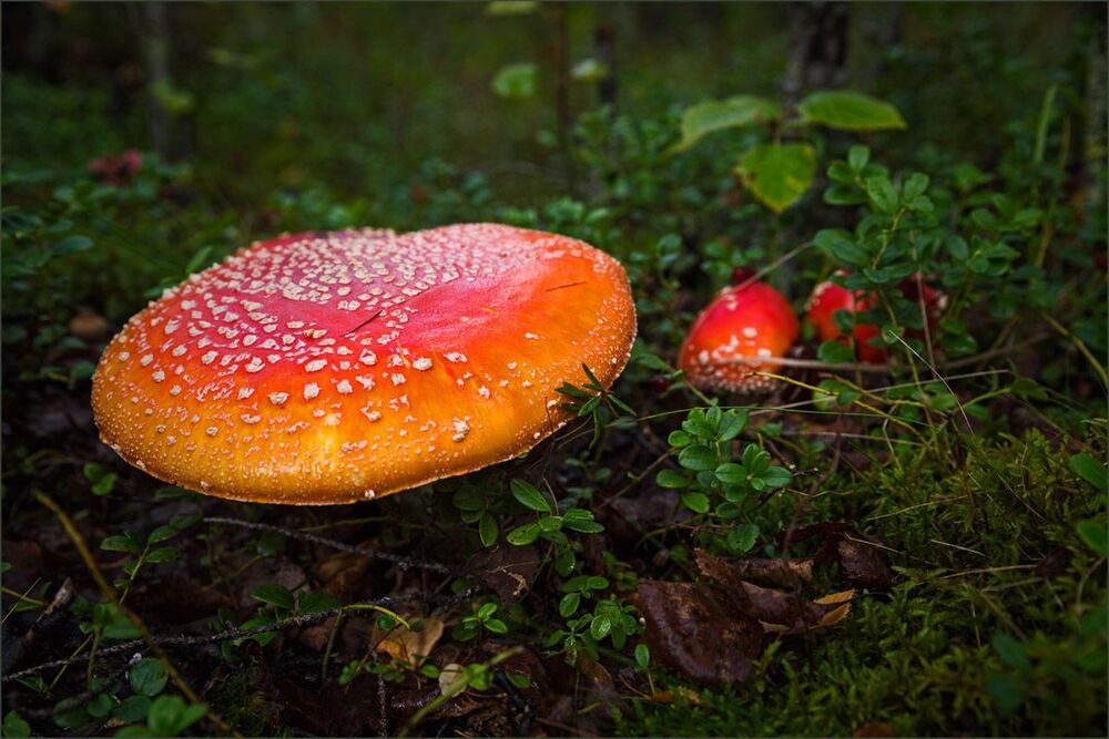 Про мухоморы