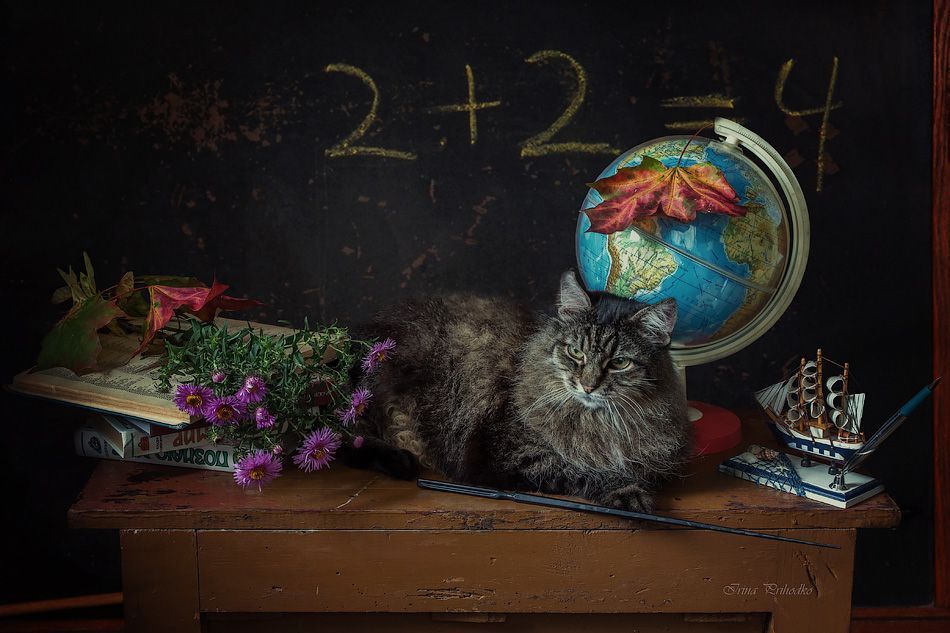 Даже коты знают, что 2+2= 4!