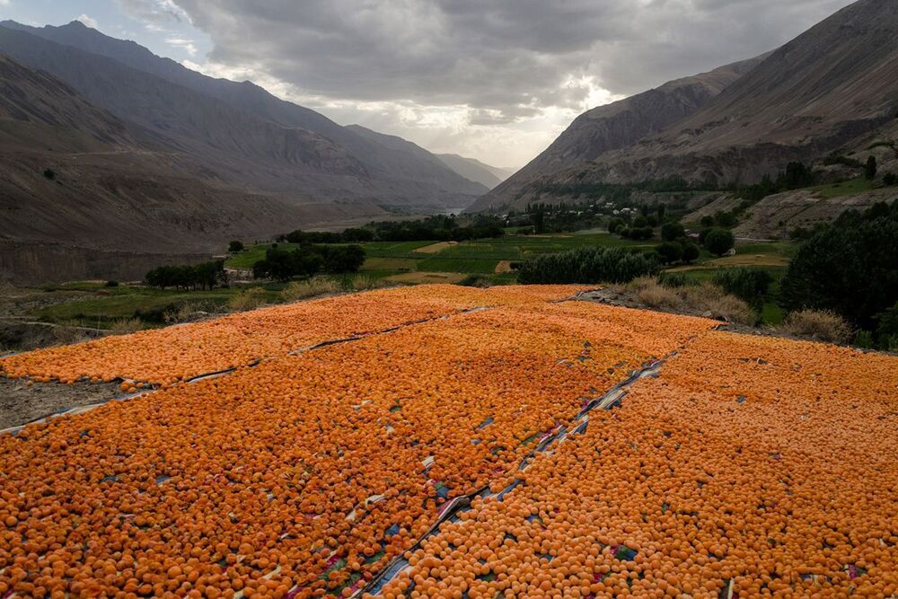 Apricotland