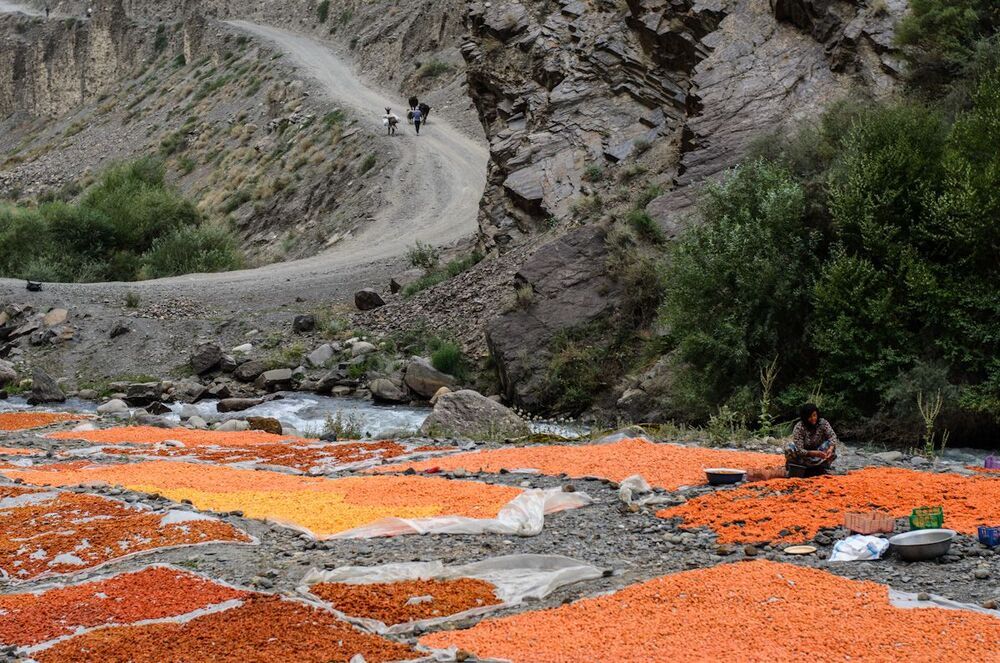 Apricotland