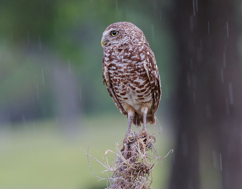 Cычики - Burrowing Owl