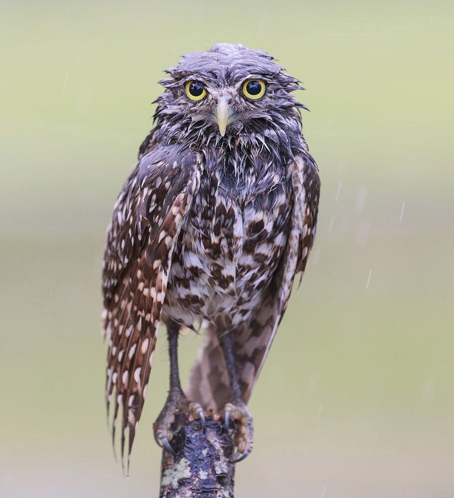 Cычики - Burrowing Owl