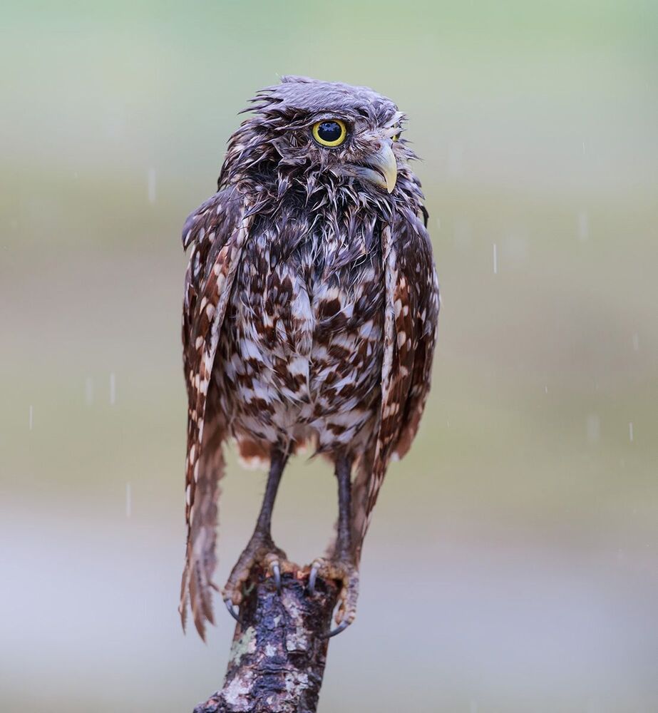 Cычики - Burrowing Owl
