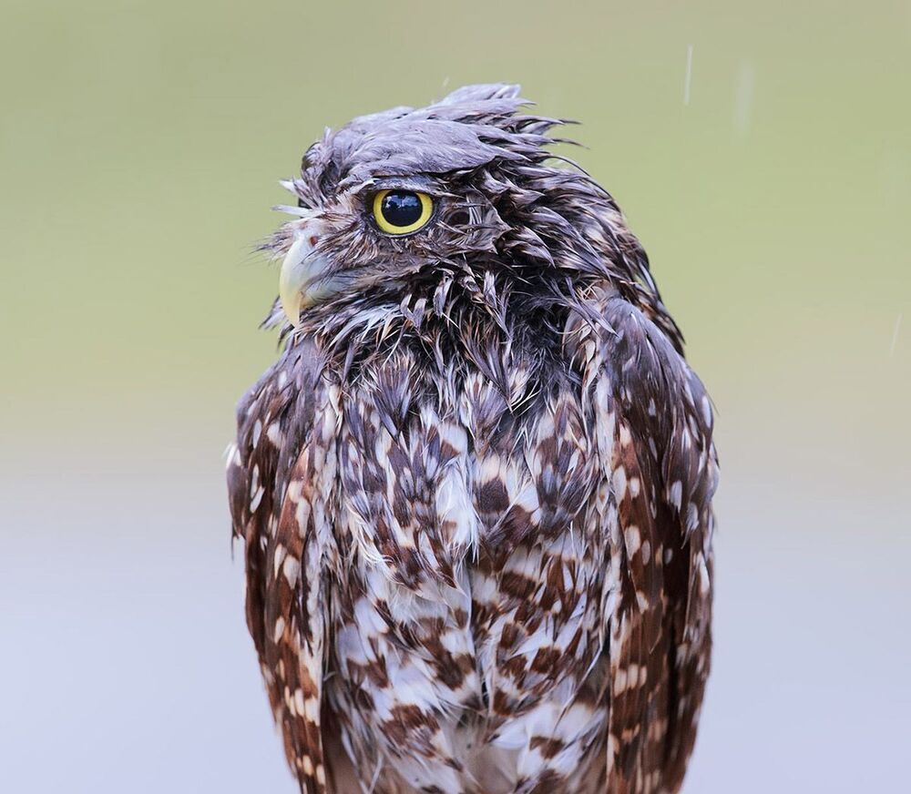 Cычики - Burrowing Owl