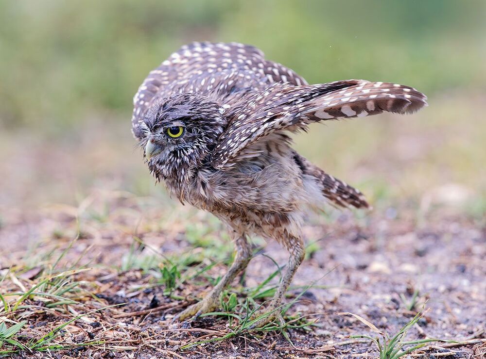 Cычики - Burrowing Owl