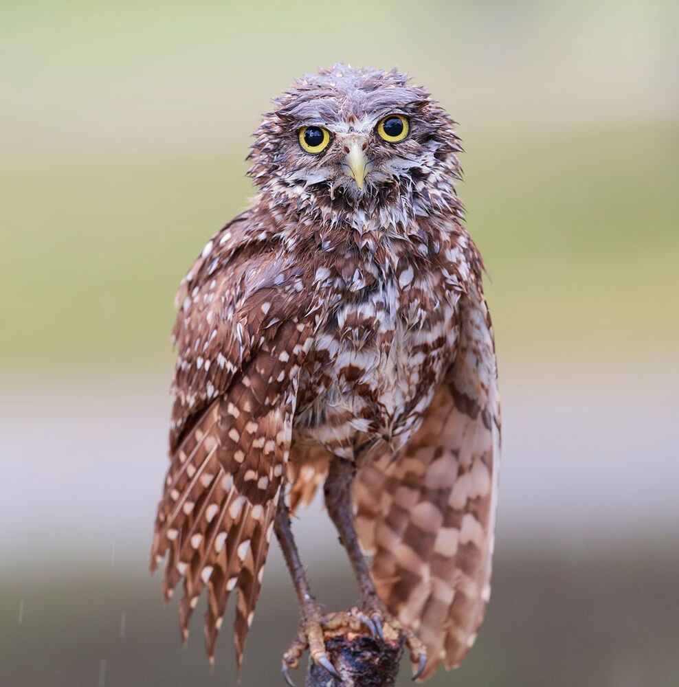 Cычики - Burrowing Owl