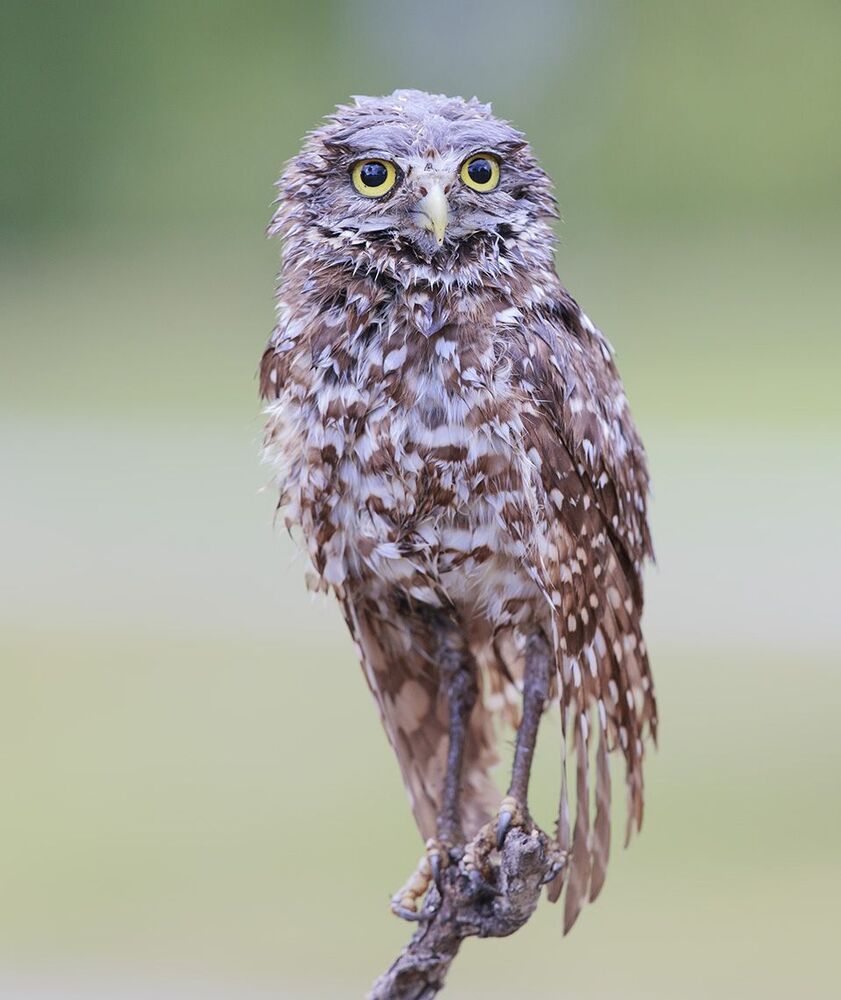 Cычики - Burrowing Owl