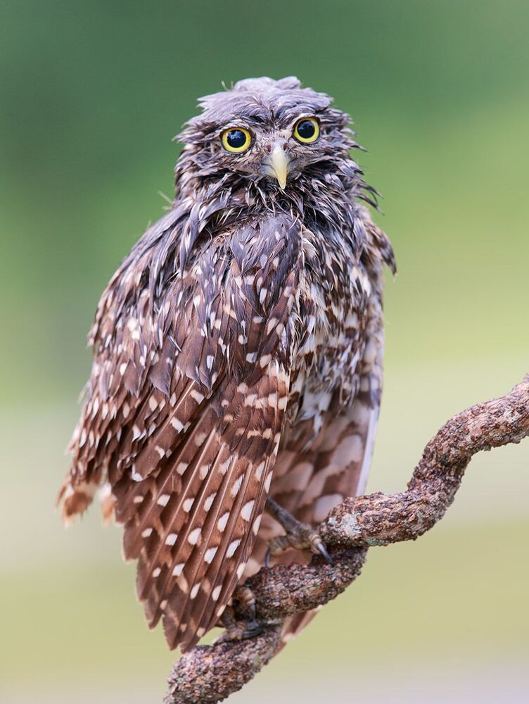 Cычики - Burrowing Owl