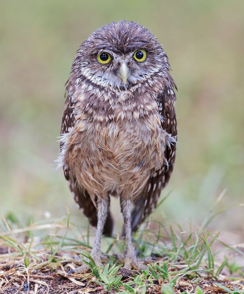 Cычики - Burrowing Owl