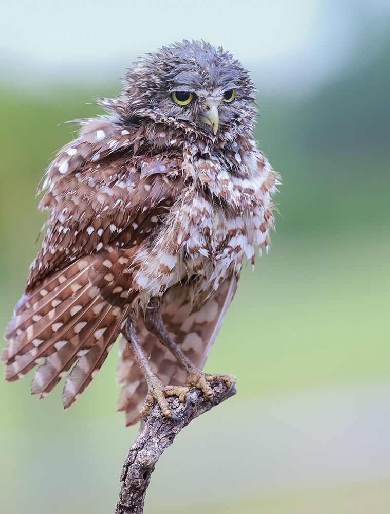 Cычики - Burrowing Owl