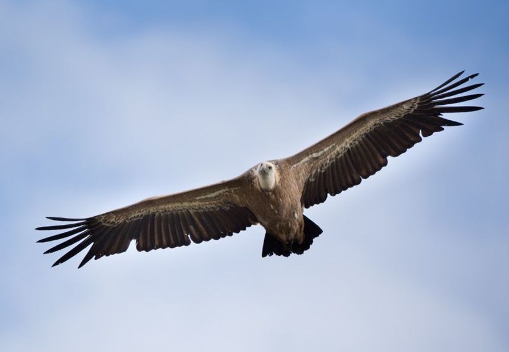  Gyps fulvus