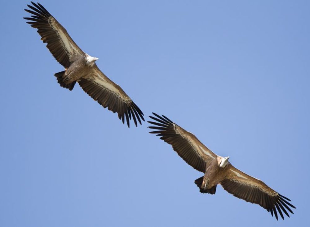  Gyps fulvus